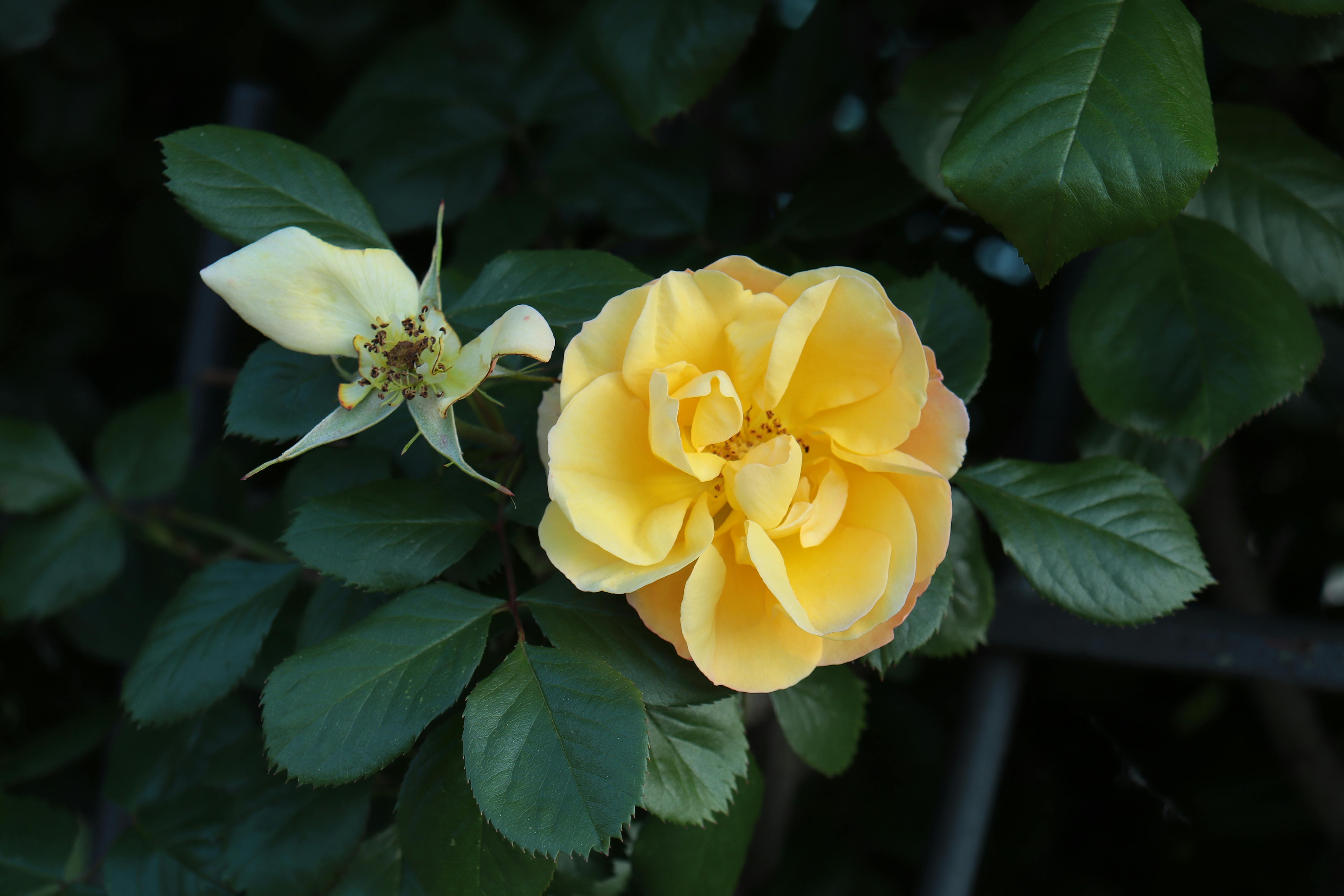 Vibrant yellow rose bloom surrounded by lush green leaves, embodying natural beauty and serenity.