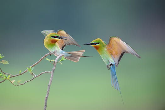 Two vibrant bee-eaters interacting in natural habitat.