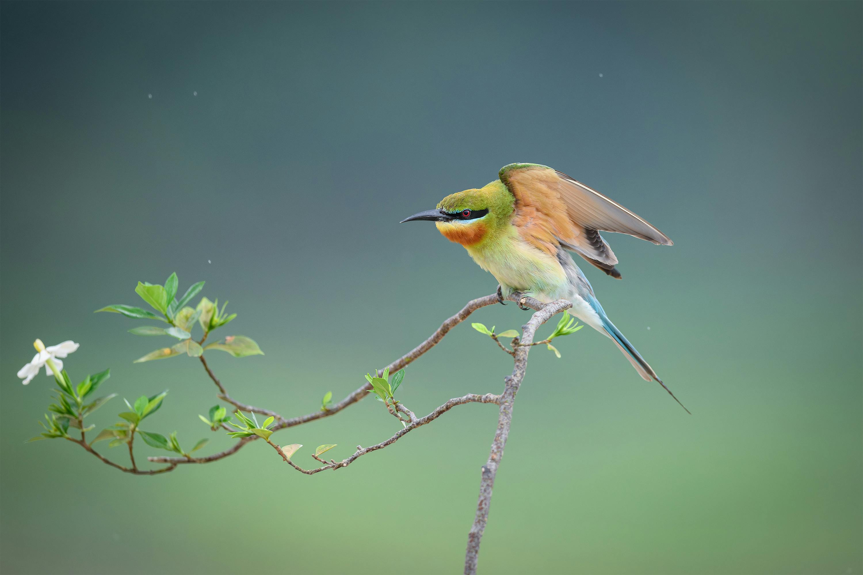 Colorful bee-eater bird perched gracefully on a branch amidst green background.