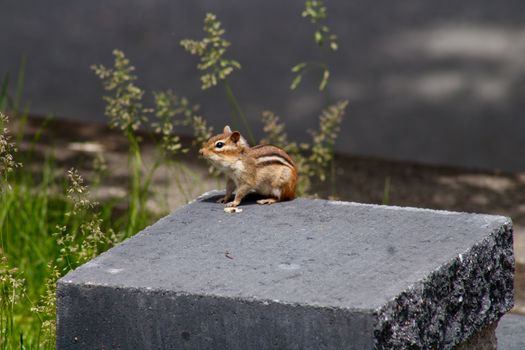 A chipmunk perched on a stone slab with green grass in the background, in natural light.