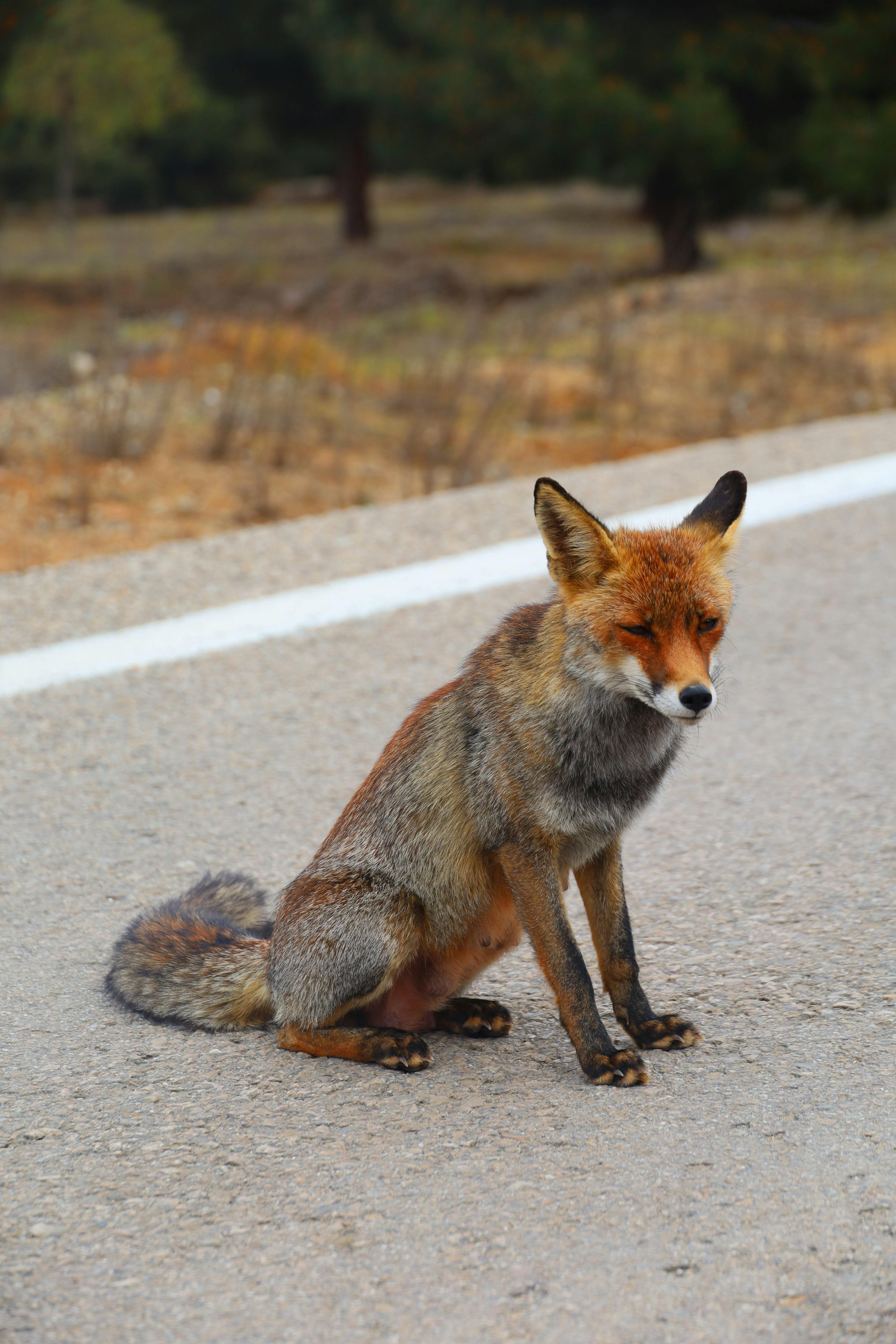 A red fox sits on a rural road, surrounded by natural landscape.