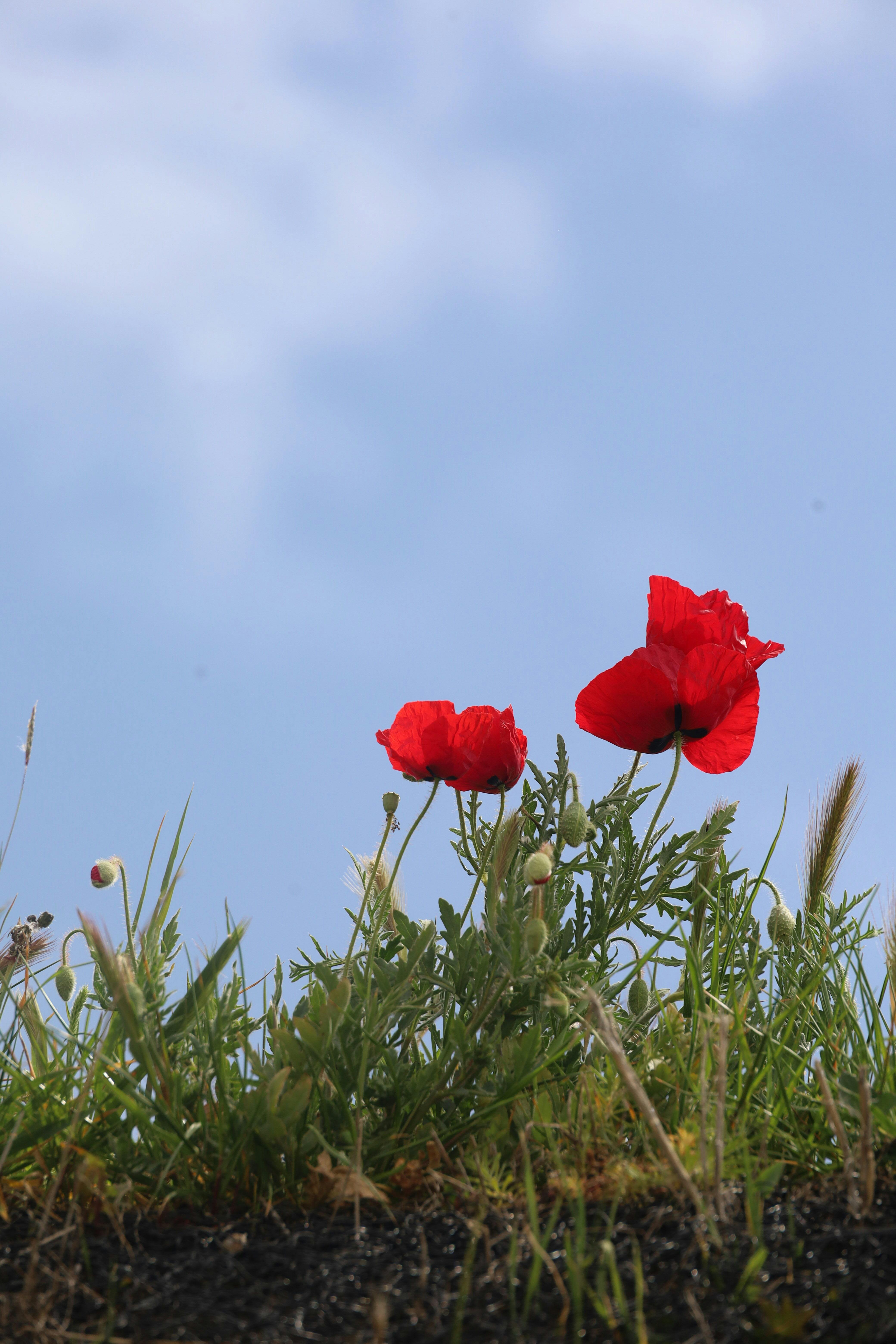 Gratis Røde valmuer blomstrer under en lys blå himmel og fanger naturens livlige skjønnhet. Arkivbilde