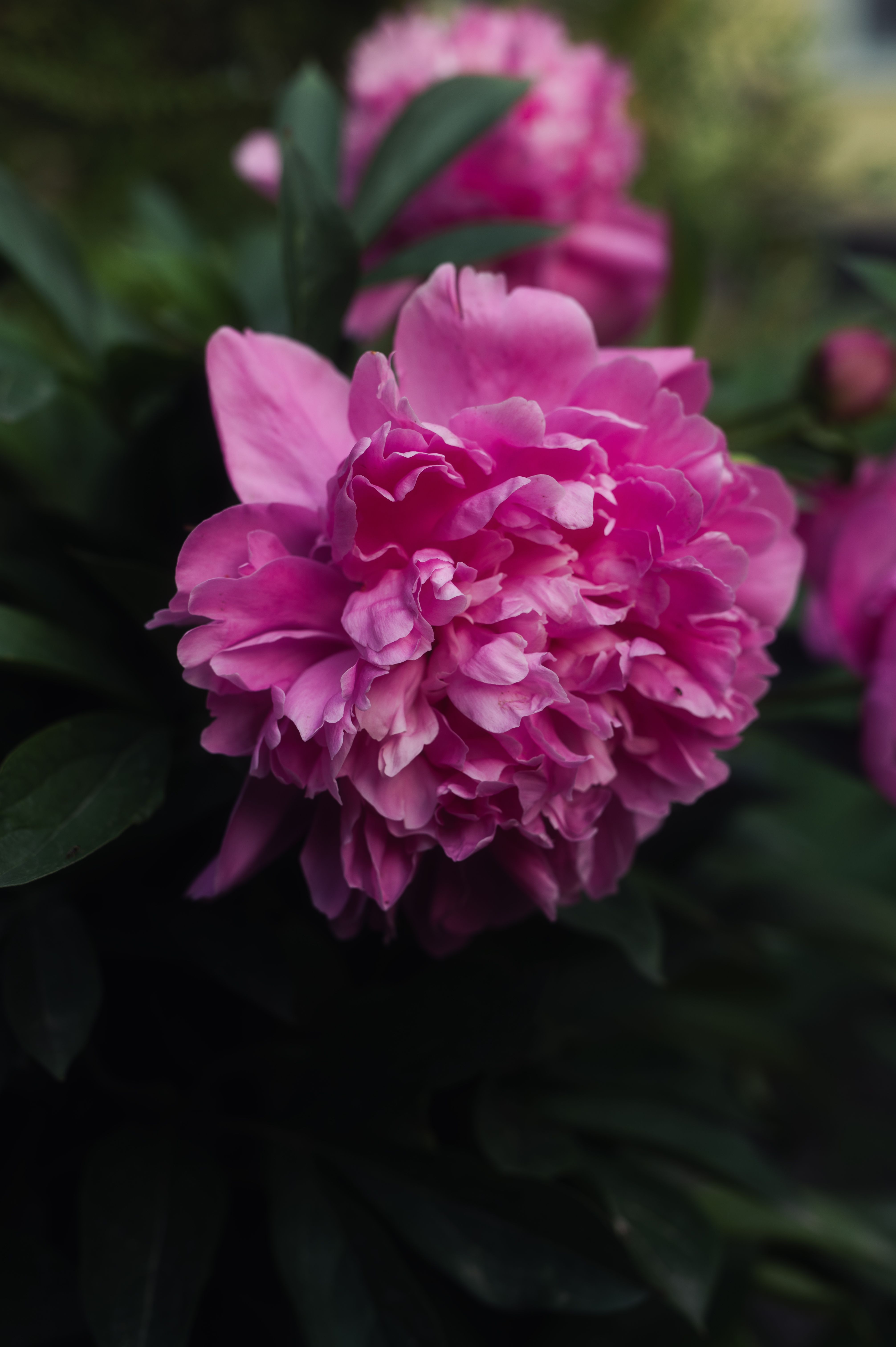 Vibrant Pink Peony Flower in Full Bloom · Free Stock Photo
