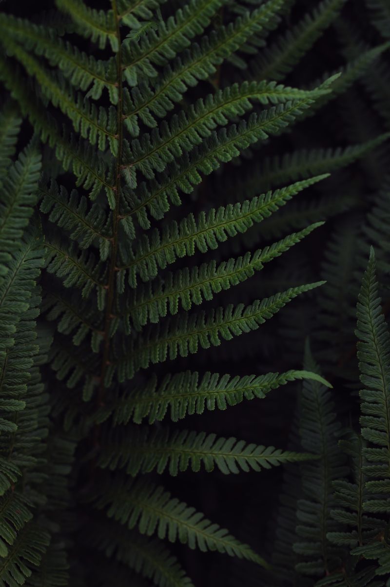 Botanical