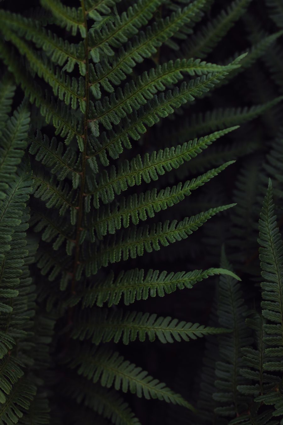 Fern fronds in low forest light — photo by Grigoriy on Pexels