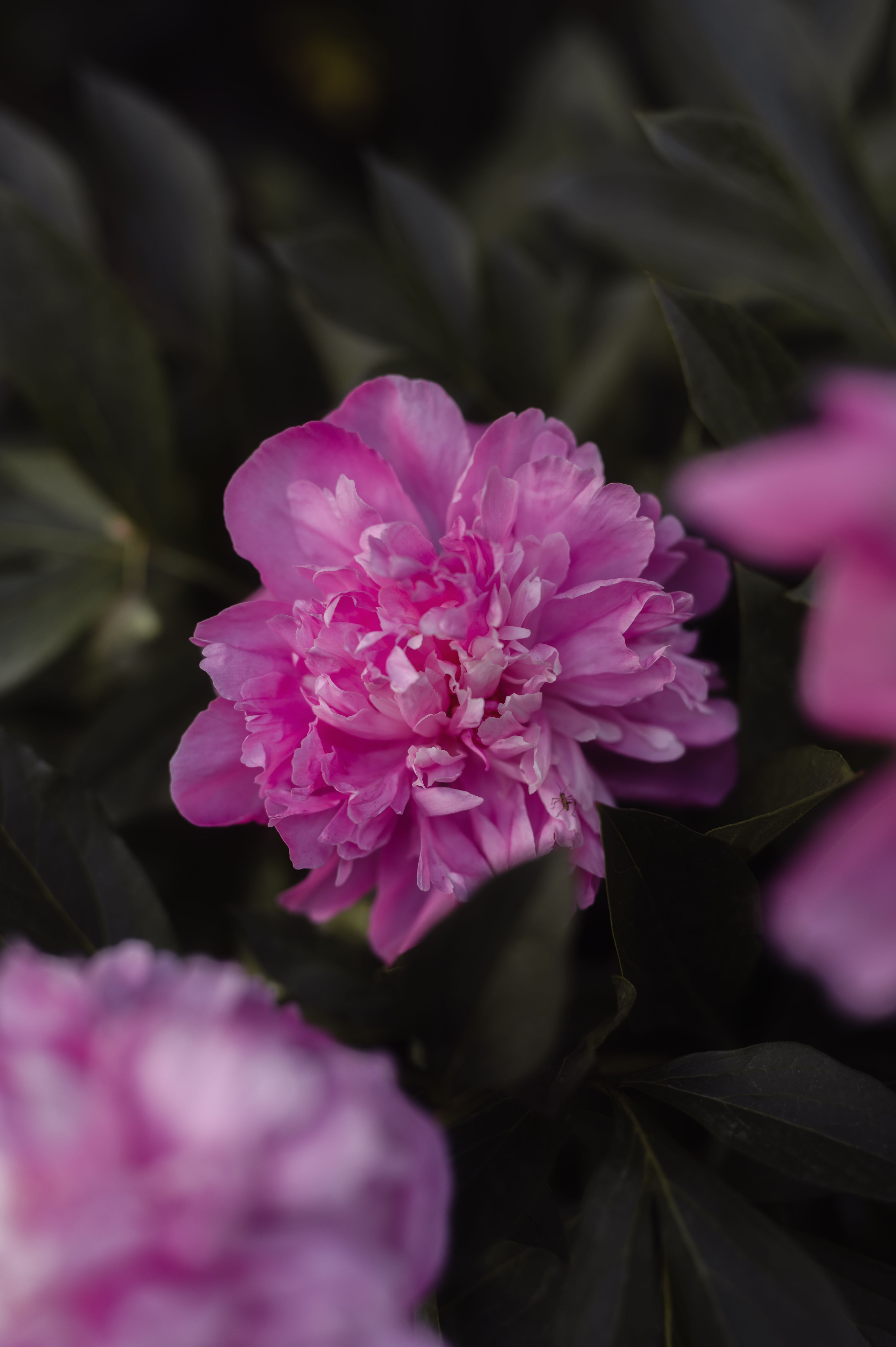 Vibrant Pink Peony Bloom in Natural Setting · Free Stock Photo