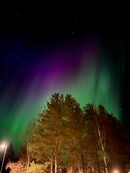 Vibrant green and purple aurora borealis shimmering above a forest at night.