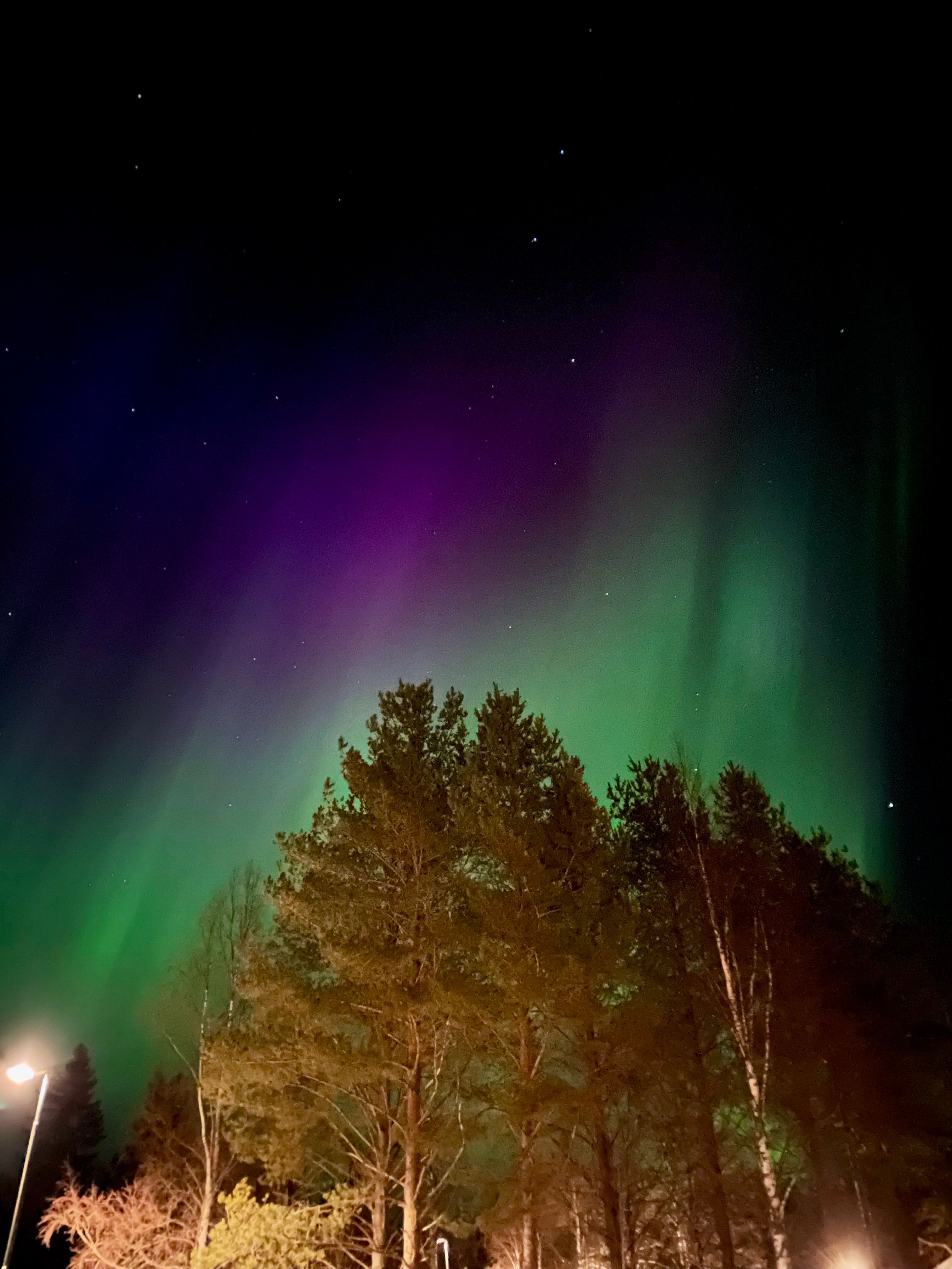 Stunning Aurora Borealis Over Forest at Night · Free Stock Photo