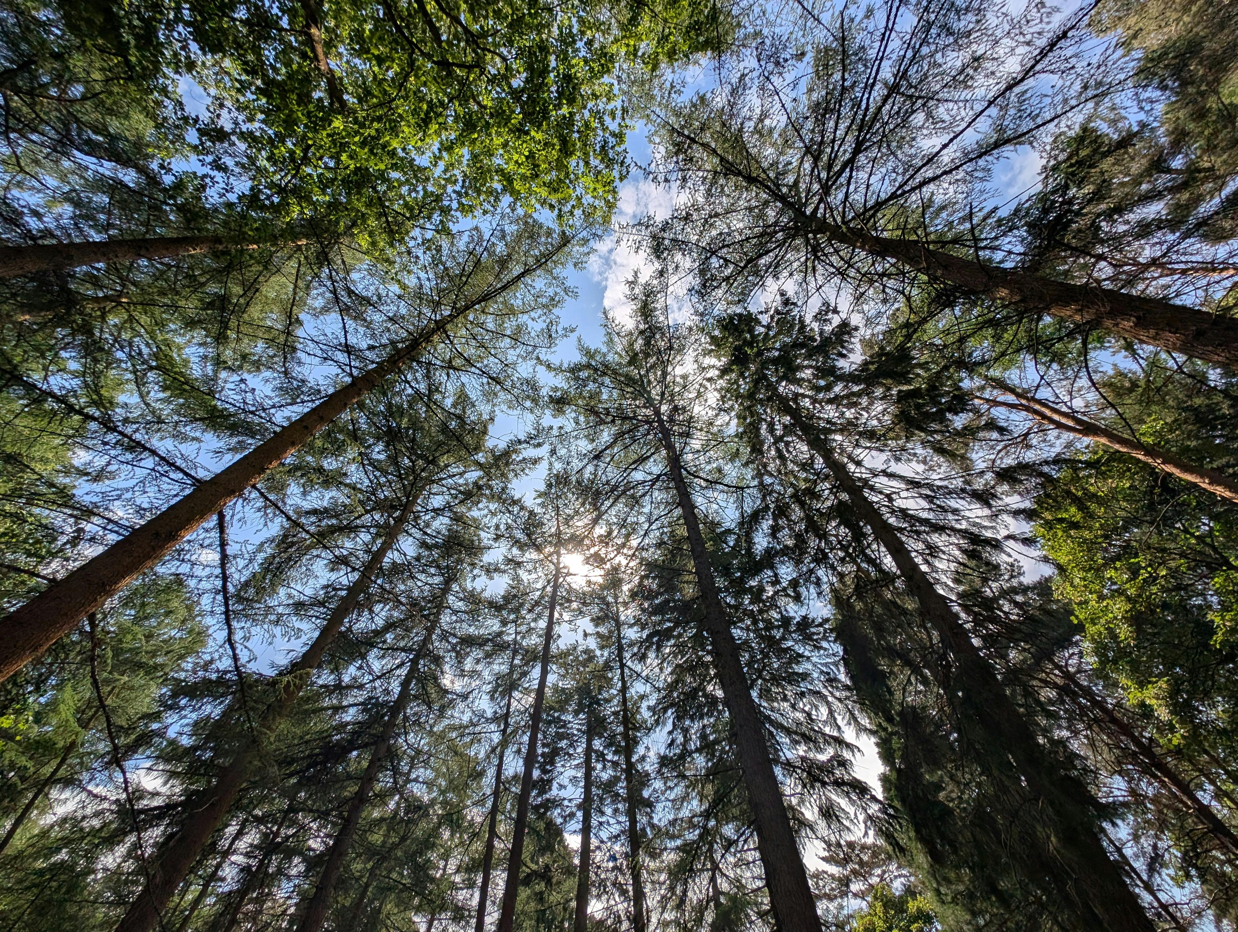IT and Environmental, Social, and Corporate Governance (ESG), Part One: A CEO and Board Concern — Photo by Jason Booker on Pe