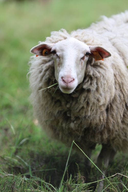 Free A woolly sheep looks directly at the camera while standing on green grass in a pastoral setting. Stock Photo