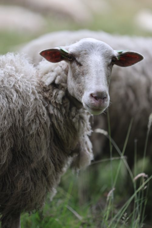 Free A detailed photograph showcasing a sheep grazing in a lush green field, captured up close. Stock Photo