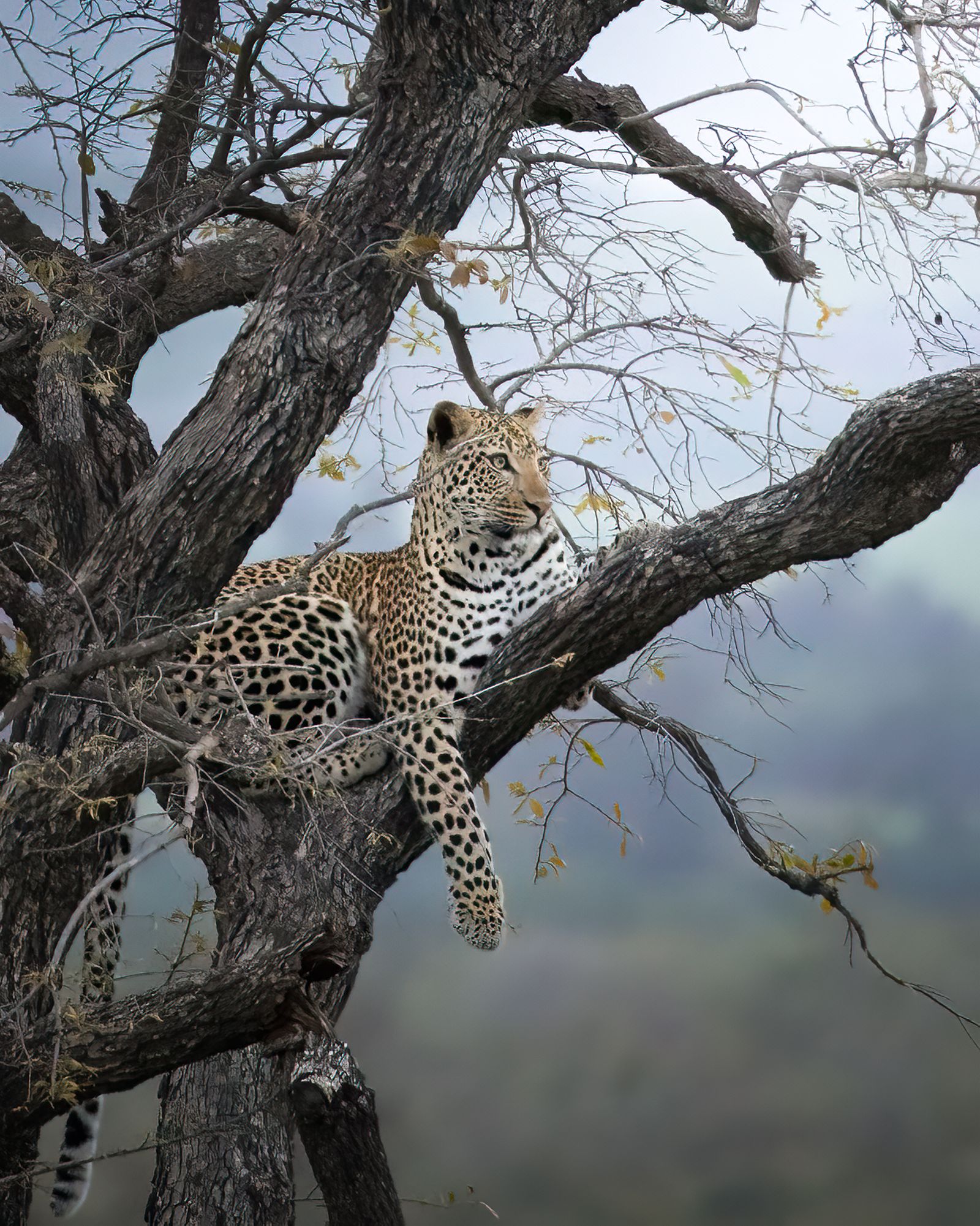 Leopard In Tree Photos, Download The BEST Free Leopard In Tree Stock ...
