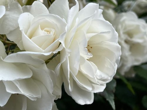 Free Beautiful close-up shot of blooming white roses showcasing their delicate petals. Stock Photo