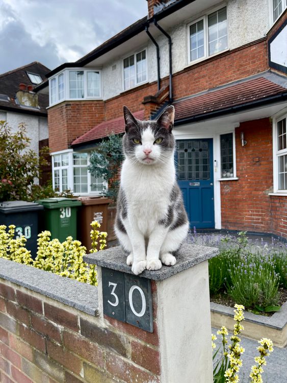 Cat Sitting on House Fence in Suburban Neighborhood · Free Stock Photo