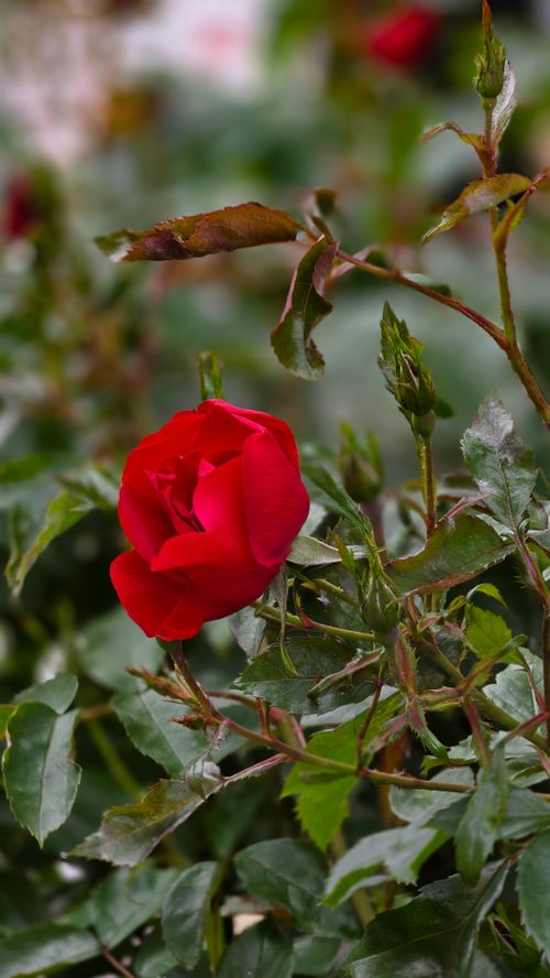 Free Close-up of a vibrant red rose blooming amidst green leaves in a serene garden setting. Stock Photo