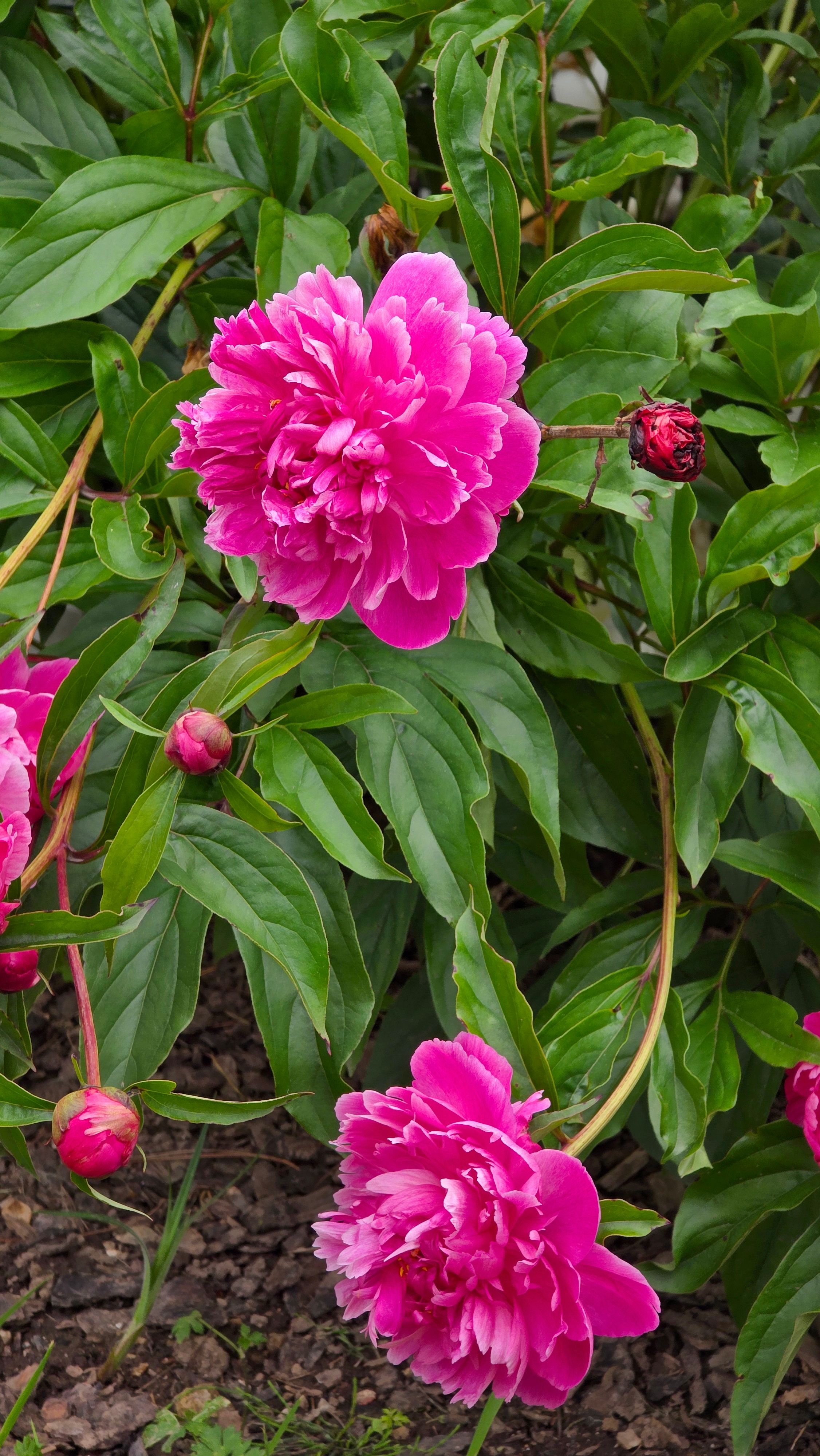 Vibrant Pink Peony Flowers in Blooming Garden · Free Stock Photo