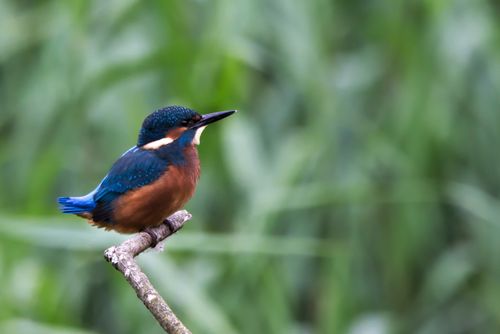 Free A colorful kingfisher bird perched on a branch against a blurred green background. Stock Photo