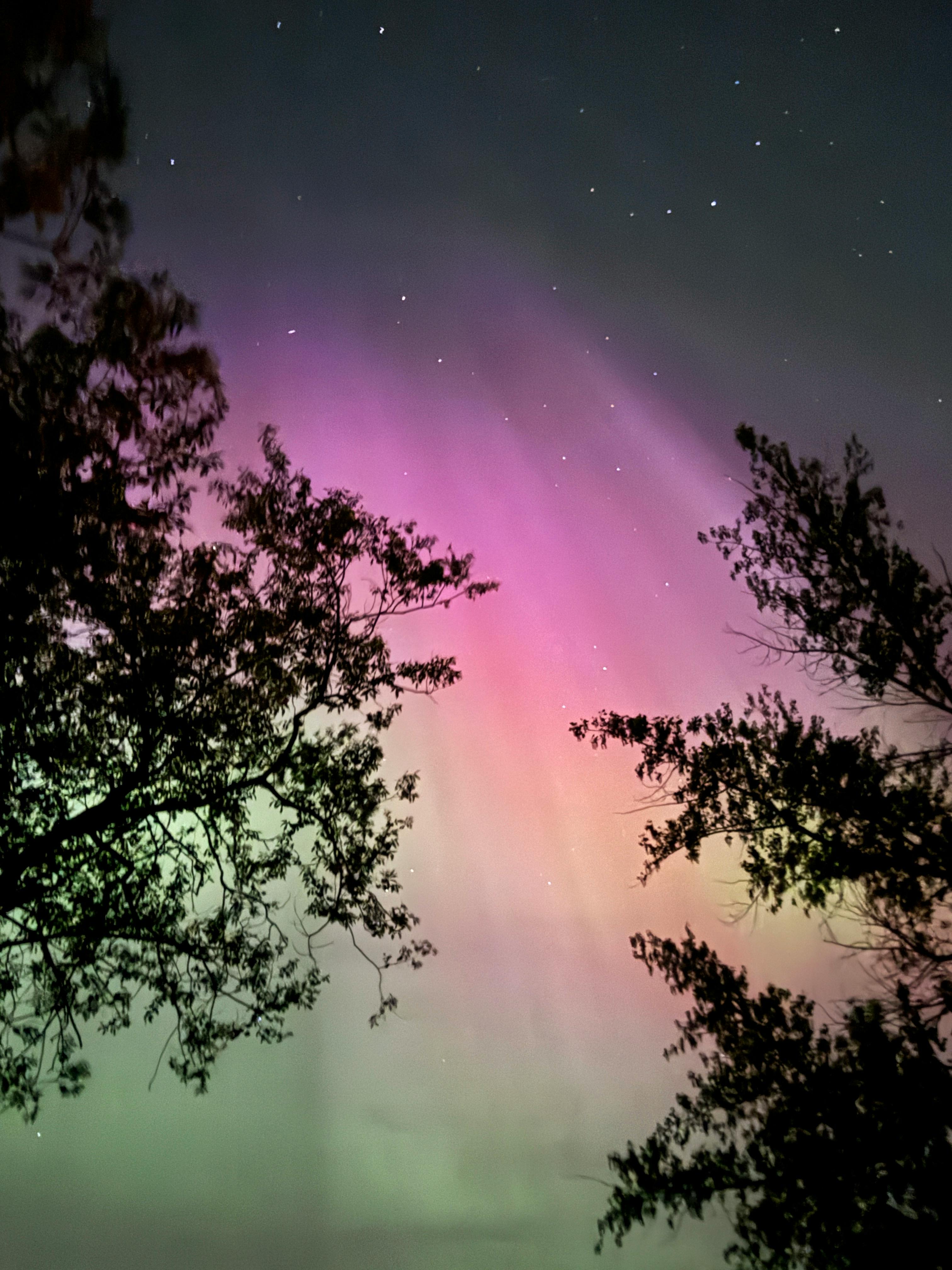 Vibrant aurora borealis illuminates night sky through silhouetted trees.