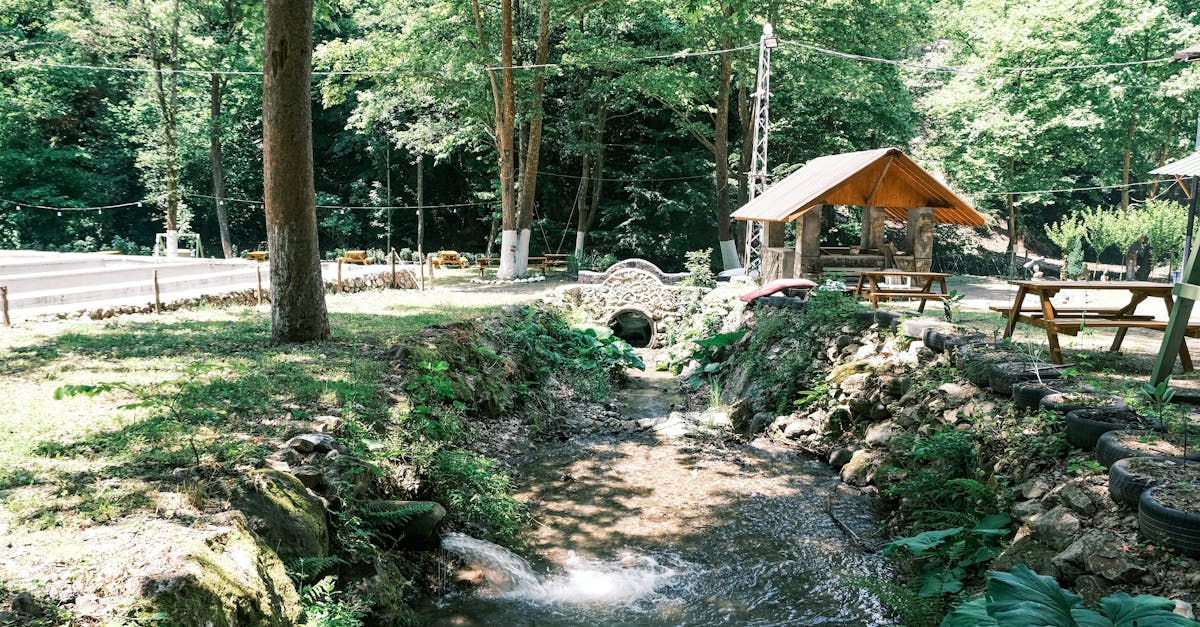 Les meilleures pratiques pour l'entretien de vos bonsaïs