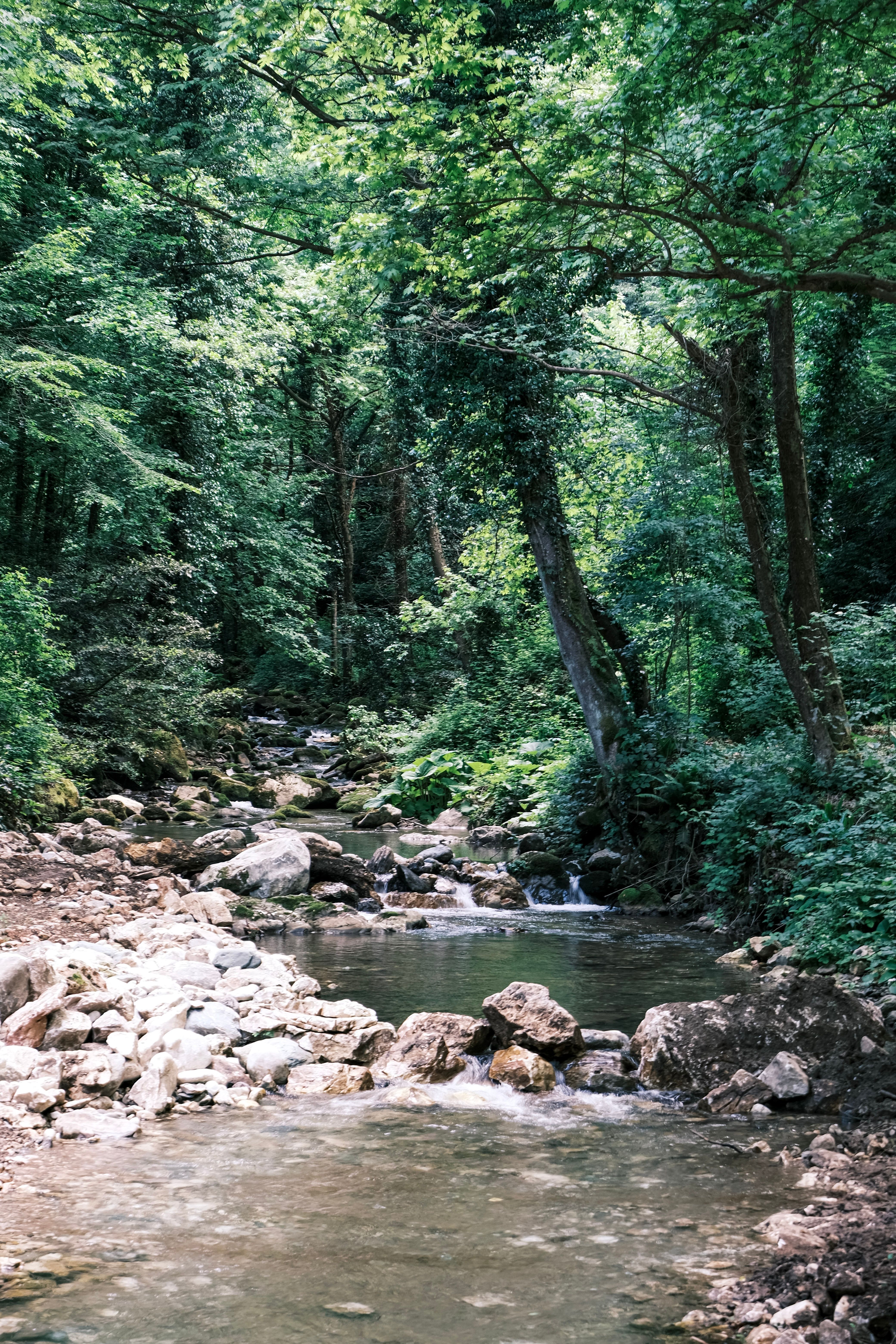 Peaceful Forest Stream Surrounded by Lush Greenery · Free Stock Photo