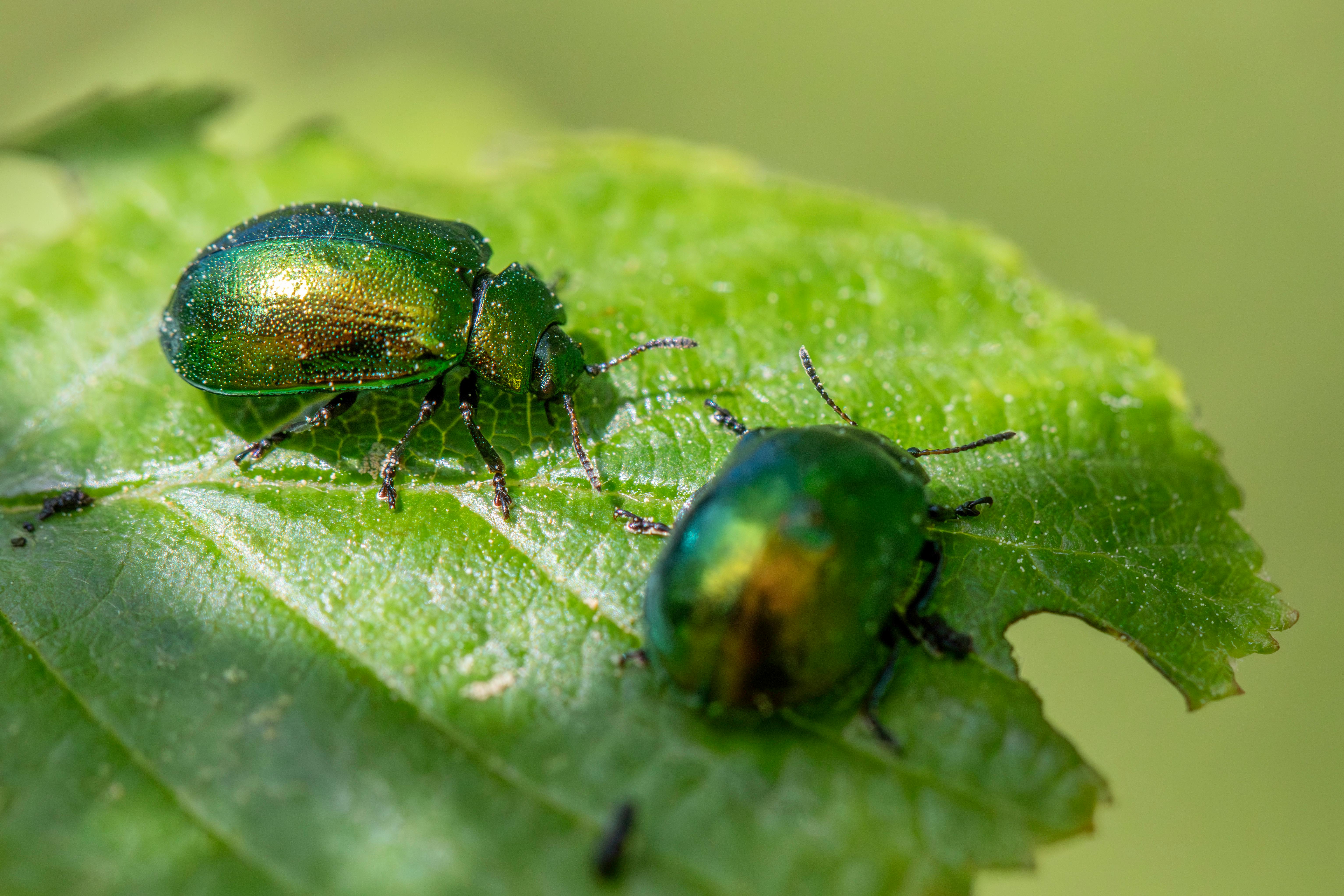 Why Choose Green Pest Control Solutions?