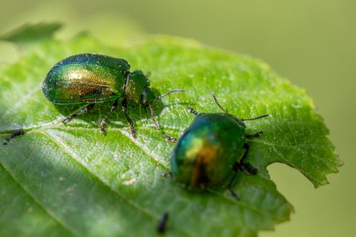 Free Close-up view of two shiny green leaf beetles on a leaf in natural habitat. Stock Photo