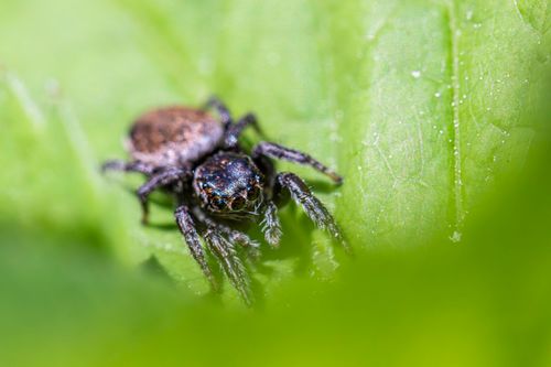 Free Macro shot of an Evarcha falcata jumping spider on a green leaf in summer. Stock Photo