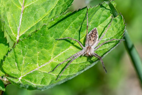 Free Close-up of a European nursery web spider (Pisaura mirabilis) resting on a green leaf. Stock Photo