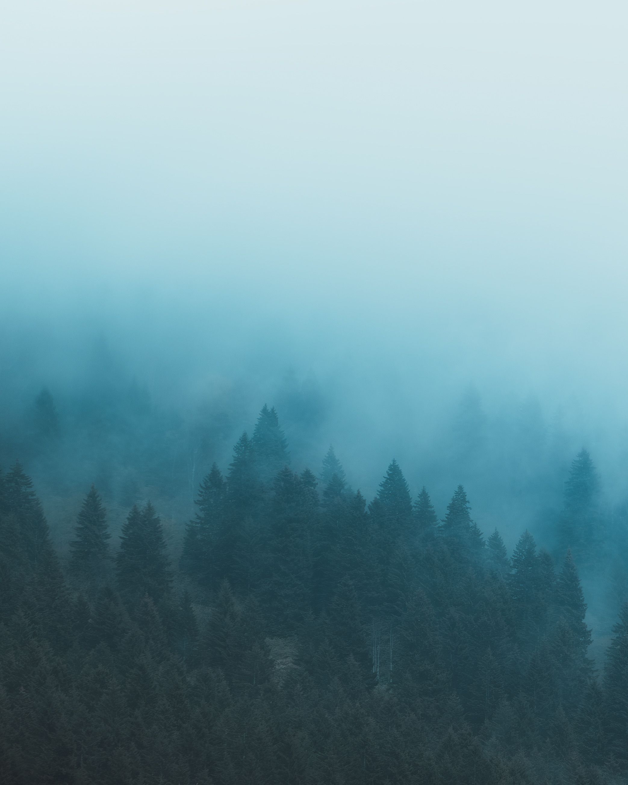 Misty Forest with Dense Evergreen Trees · Free Stock Photo