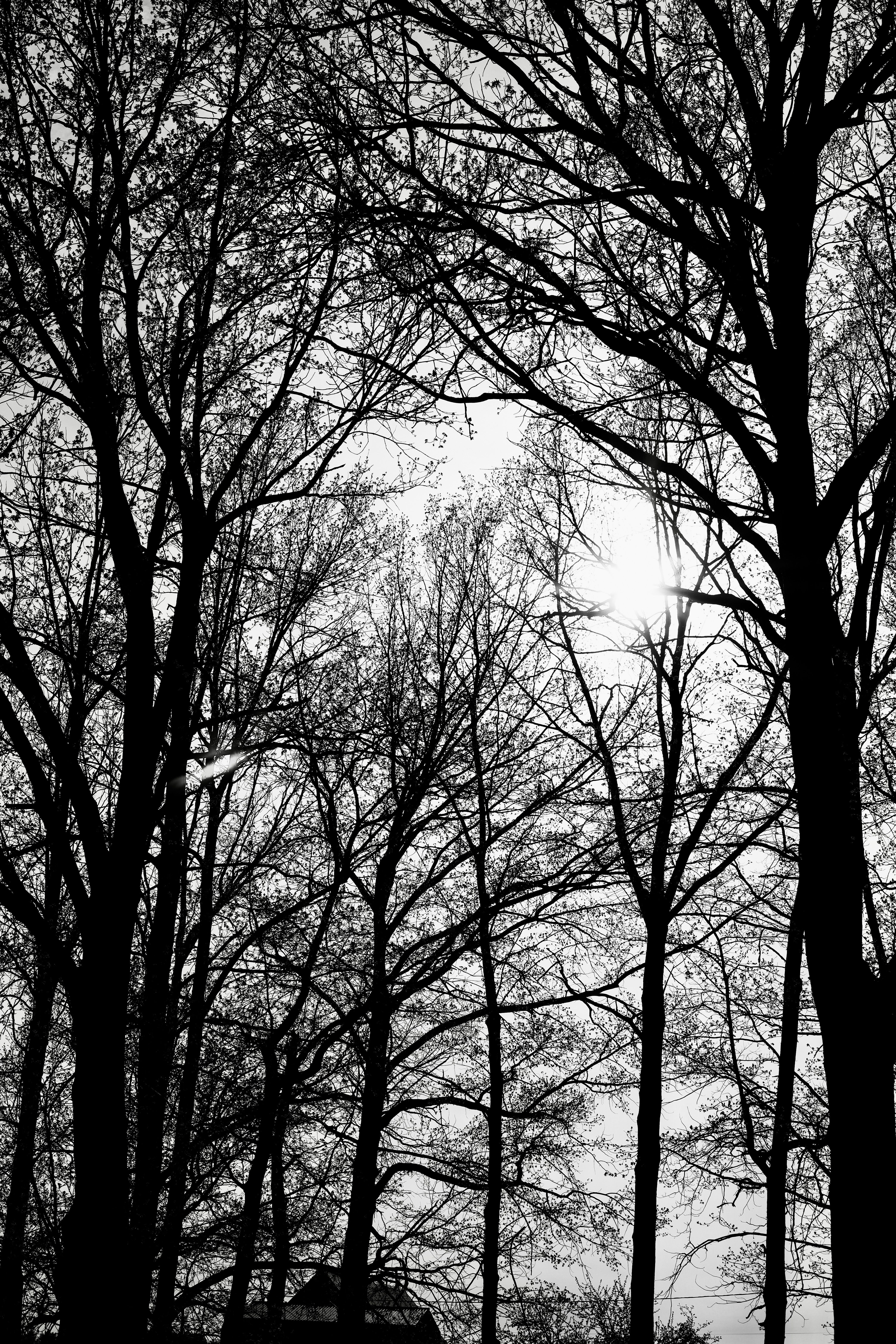 Silhouette of Leafless Trees in Black and White · Free Stock Photo