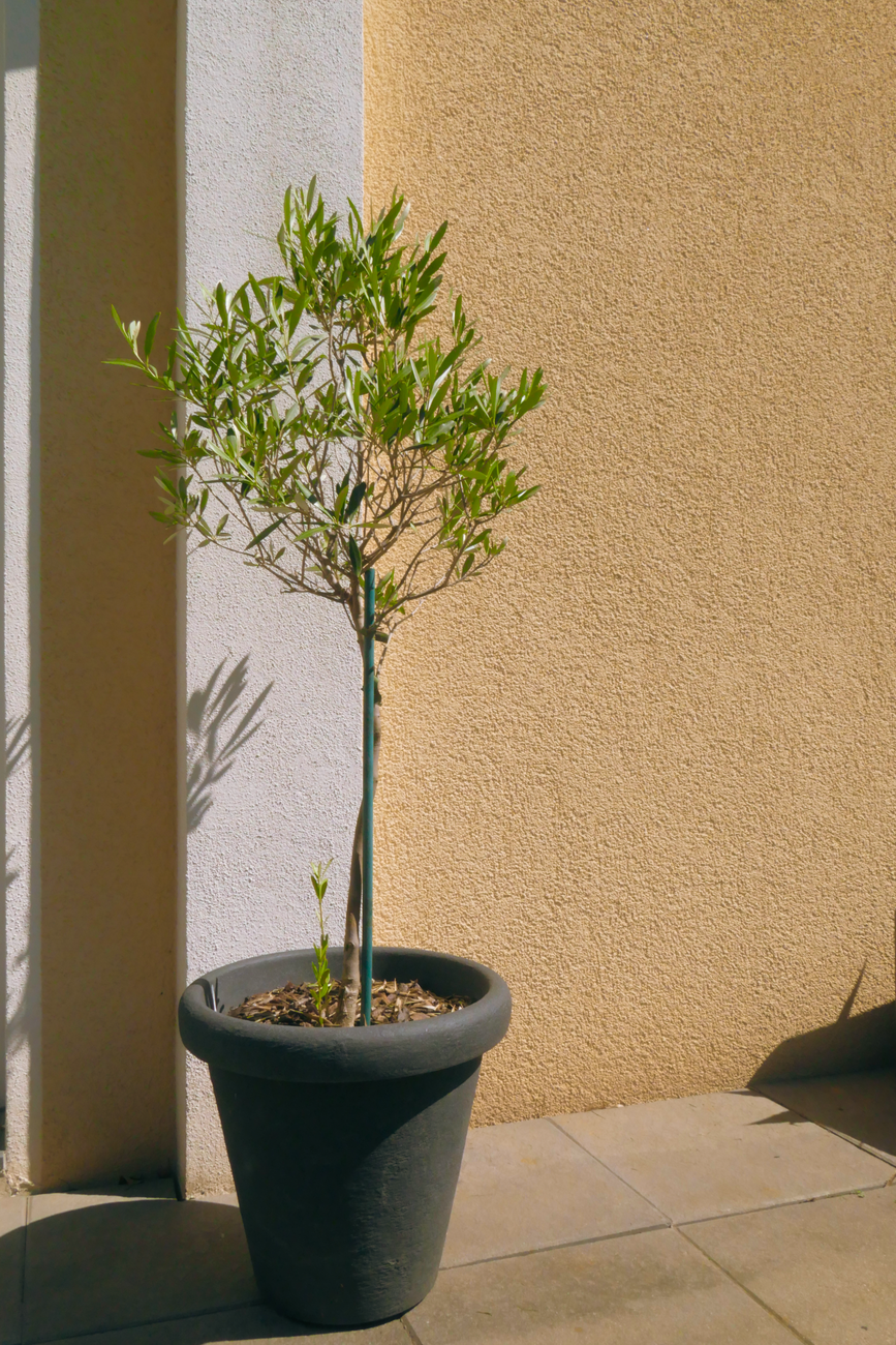 best artificial olive tree 2026