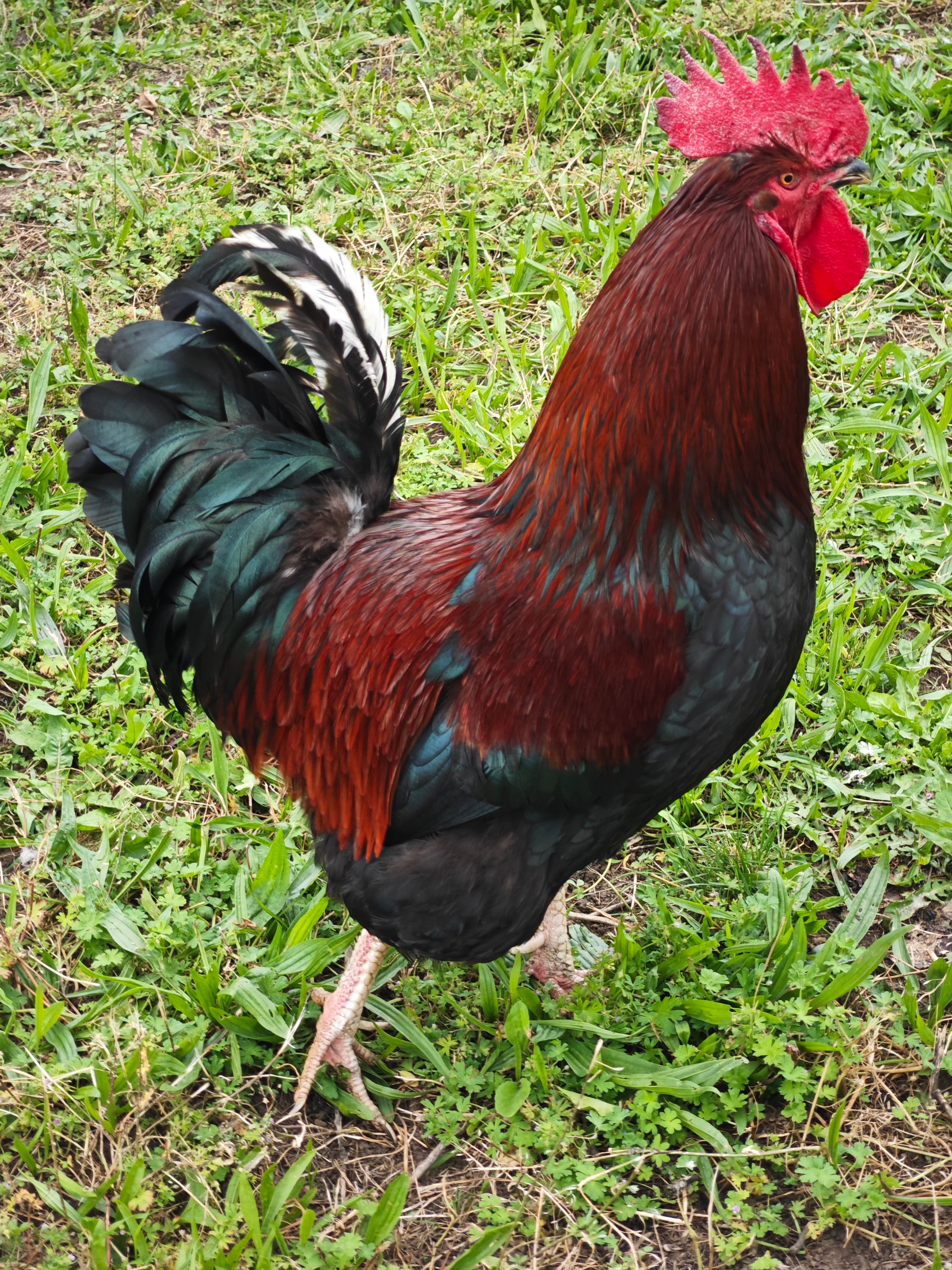 FREE HUGE COCK PORN VIDEOS visual data 6