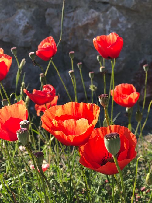 Free Bright red poppies in full bloom under the sun, showcasing vibrant petals and lush green stems. Stock Photo