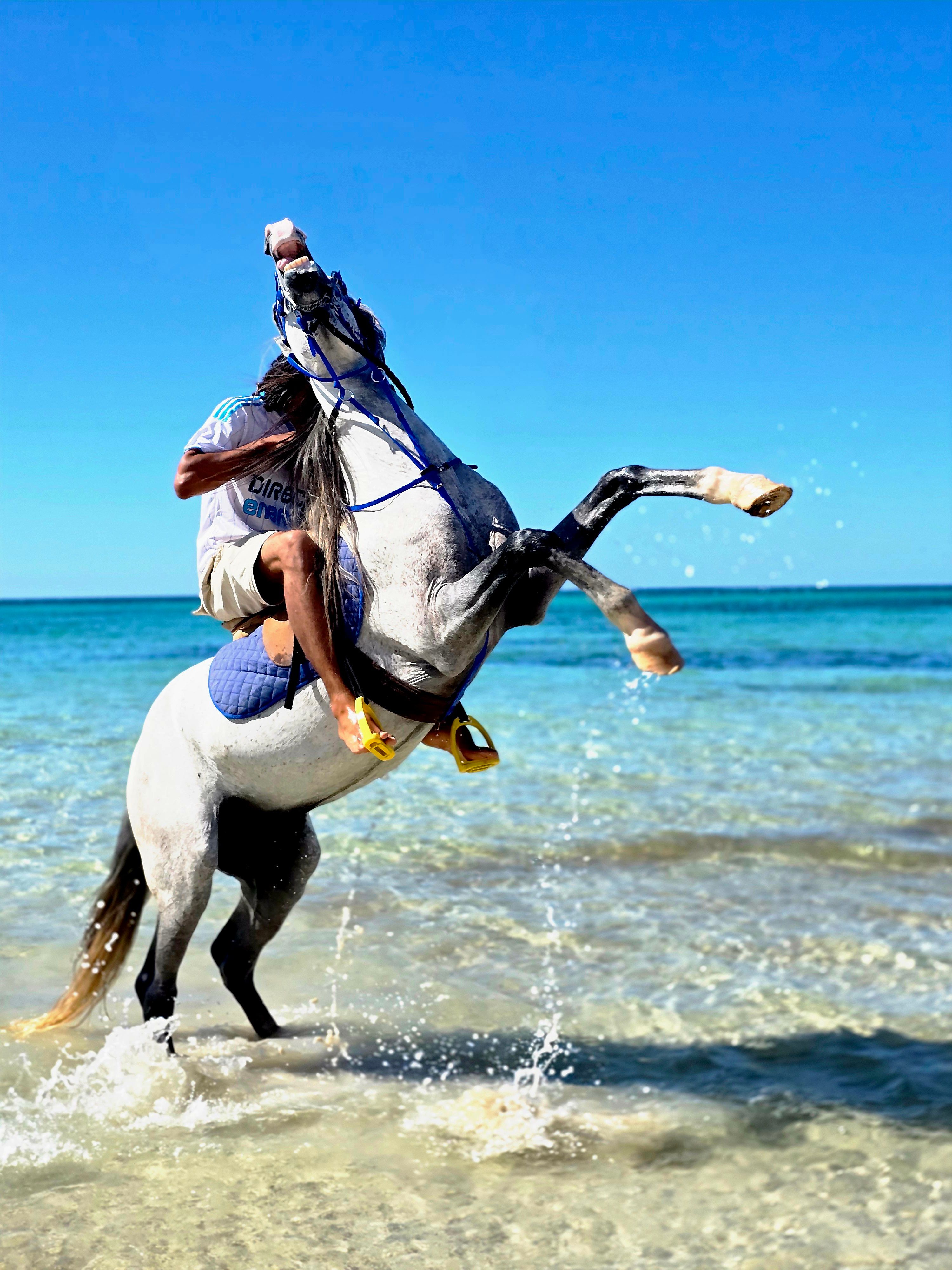 Dramatic Horseback Riding on Tropical Beach · Free Stock Photo