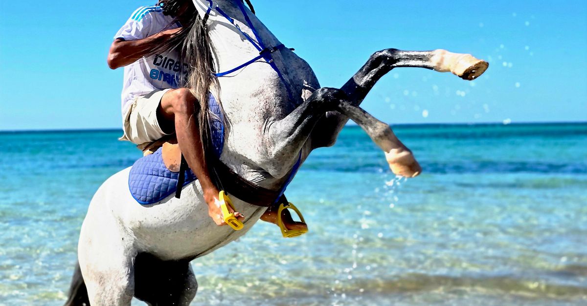 Tropical Riding Dramatic Horseback Riding on Tropical Beach Β· Free Stock Photo