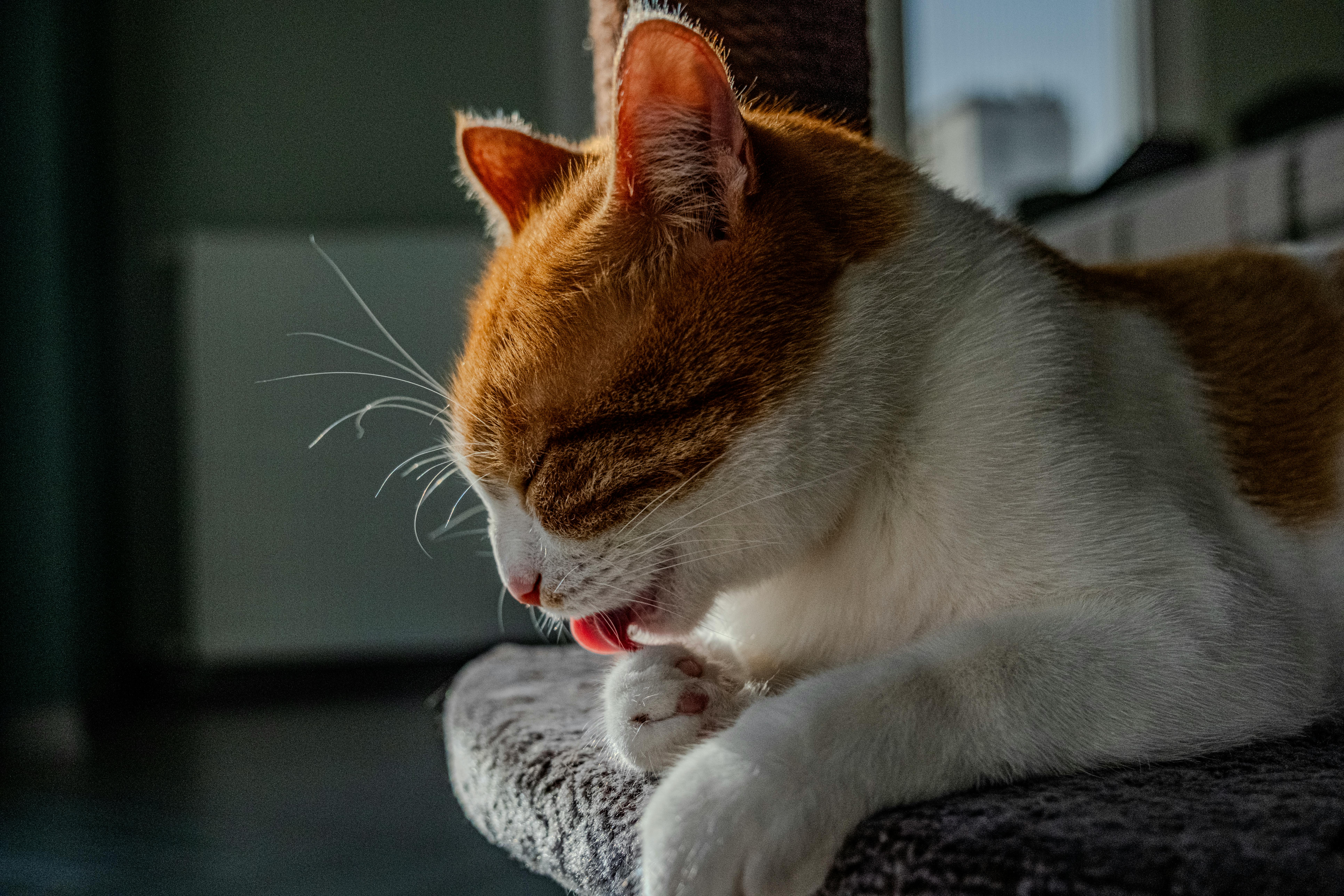 The Psychology Behind Viral Content That Converts