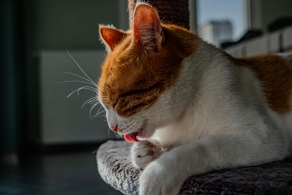 A ginger and white cat cleaning itself, basking in warm sunlight indoors.