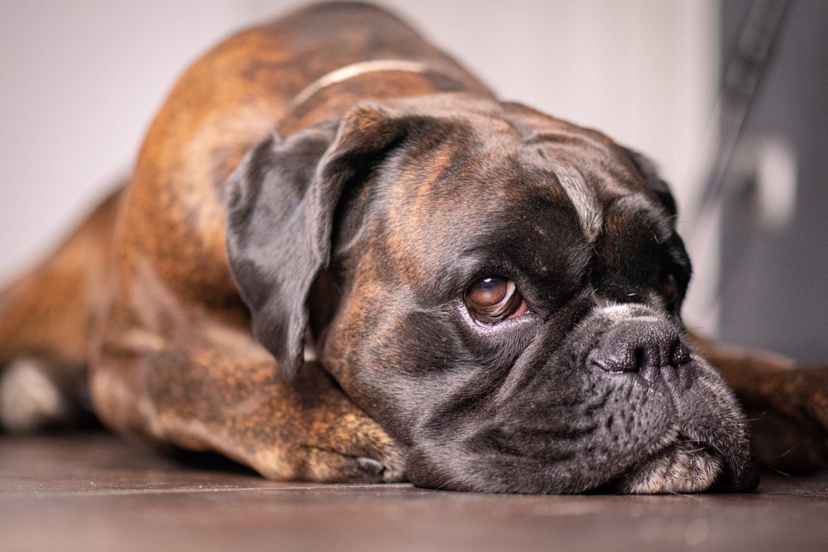espérance de vie chien boxer - Principales maladies du boxer et impact sur son espérance de vie