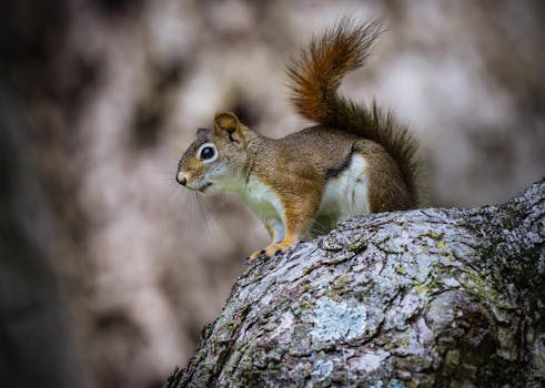 A red squirrel perched on a tree branch captured with detailed focus in a natural setting.