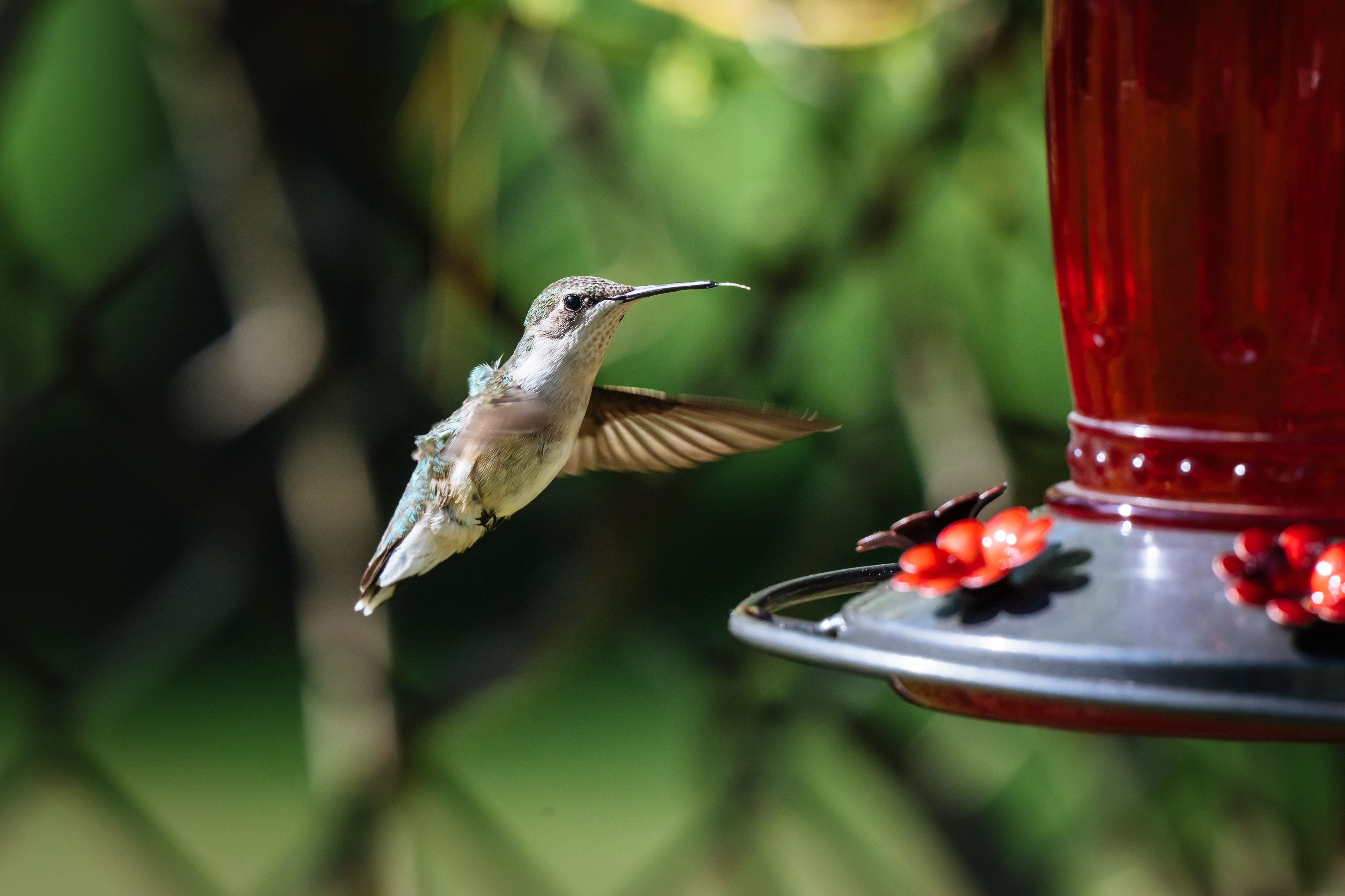 Hummingbird Feeding at Vibrant Red Feeder Outdoors · Free Stock Photo