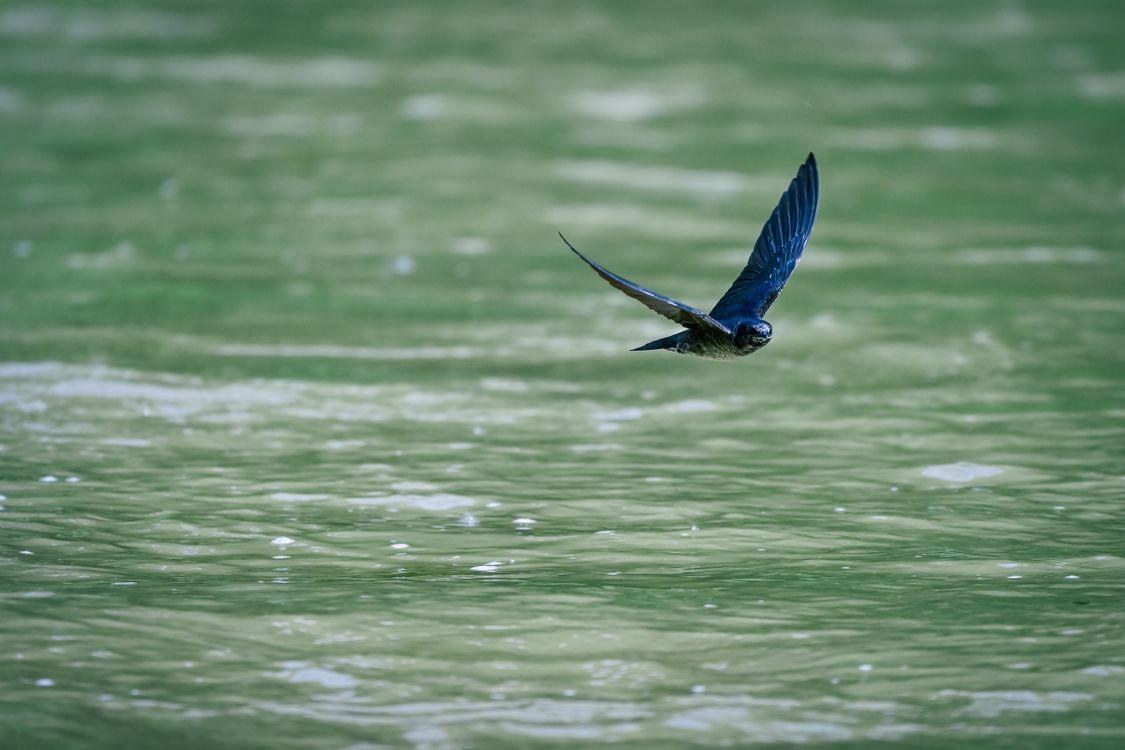 swallow-bird-gliding-over-green-water-surface-free-stock-photo
