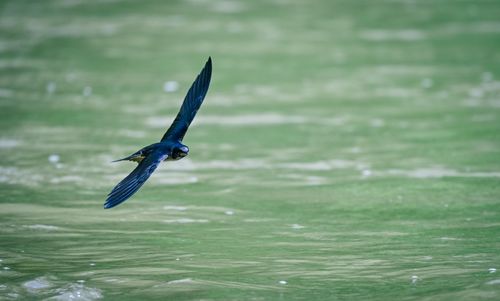 Free A swallow in flight above a serene green water surface, showcasing its grace and agility. Stock Photo