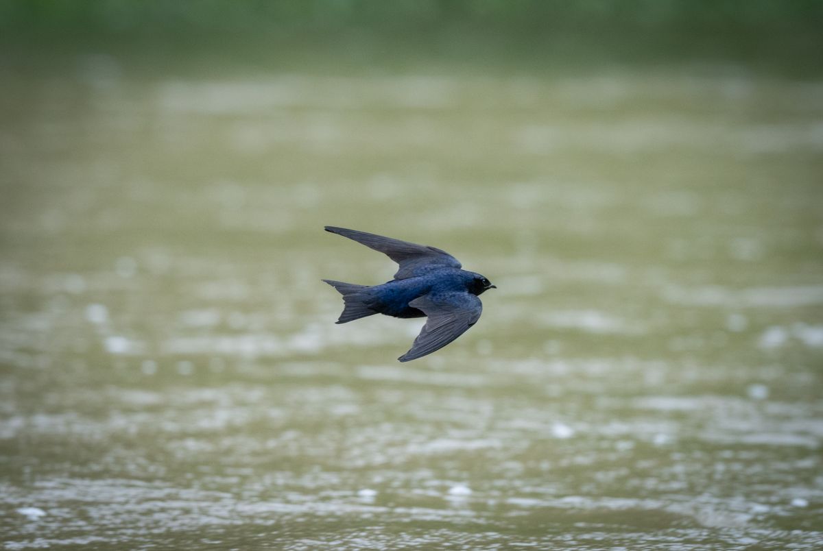 Swiftlet in flight
