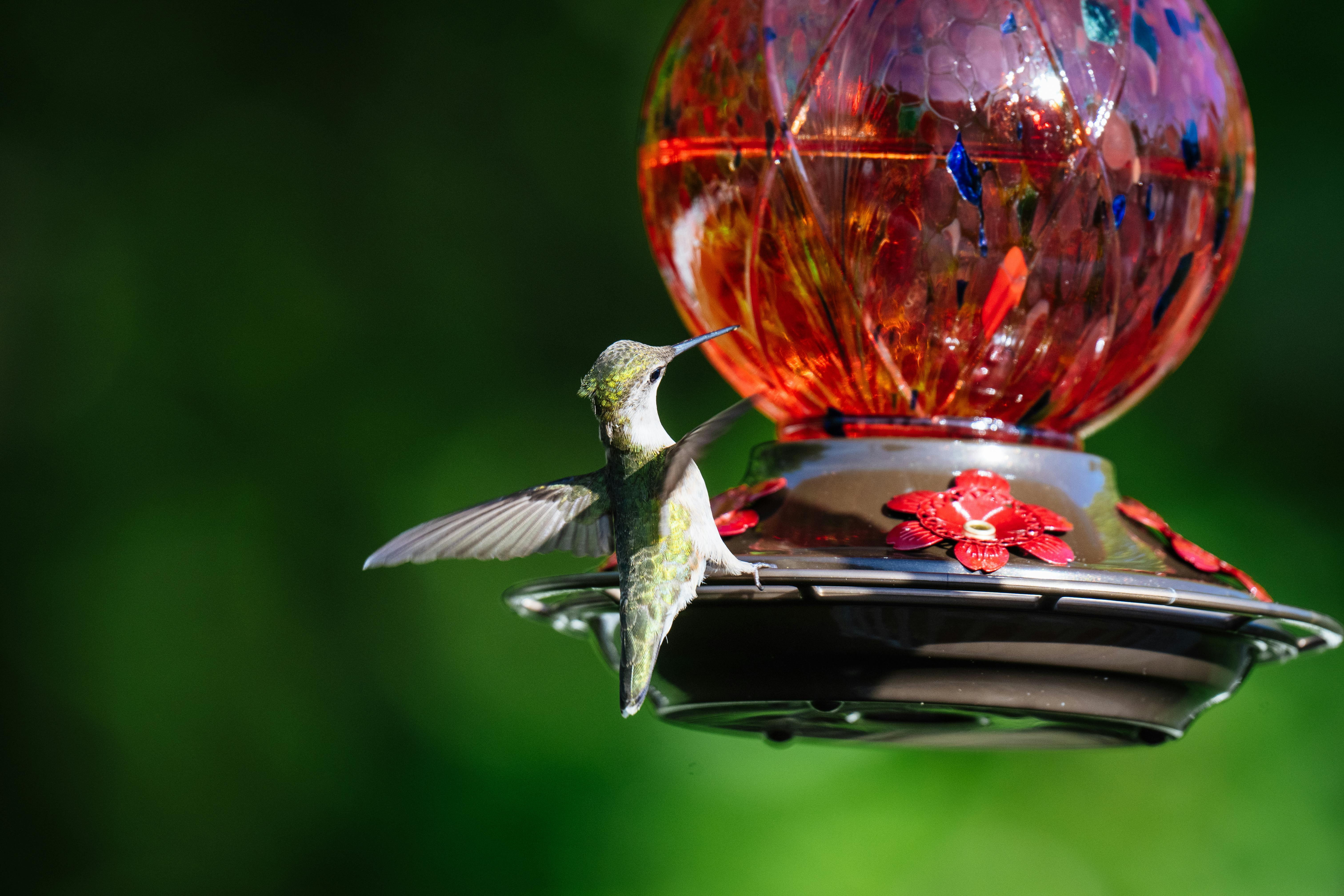 Best Hummingbird Feeders 2026: Glass, Ant Guard & Leak