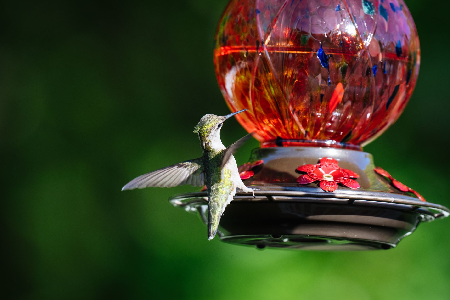 Best Hummingbird Feeders 2026: Glass, Ant Guard & Leak