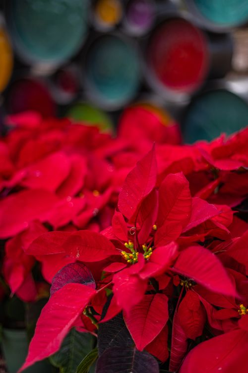 Free Bright red poinsettias in bloom at Phoenix's desert botanical garden. Stock Photo
