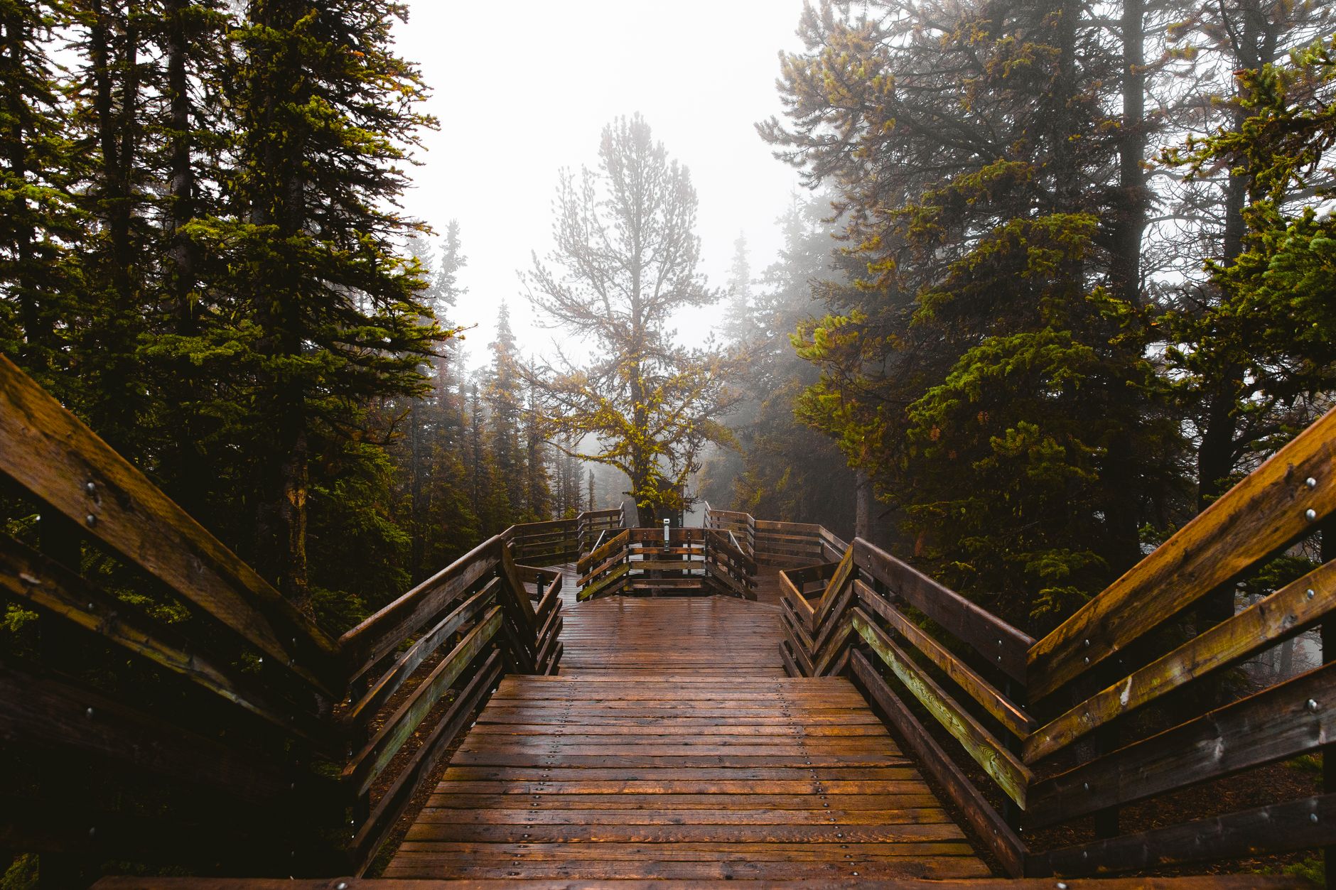 Foggy wooden path through the dense forest in Banff National Park, Alberta, Canada.