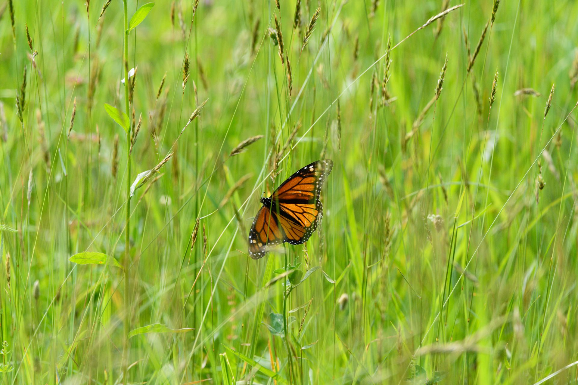 A vivid monarch butterfly perched amid vibrant green grasses during a sunny day outdoors.
