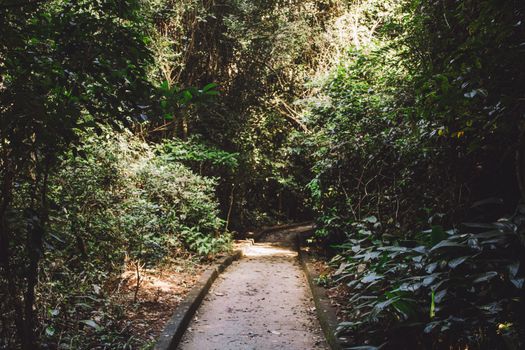 A serene forest pathway surrounded by lush greenery, illuminated by sunlight filtering through the trees.