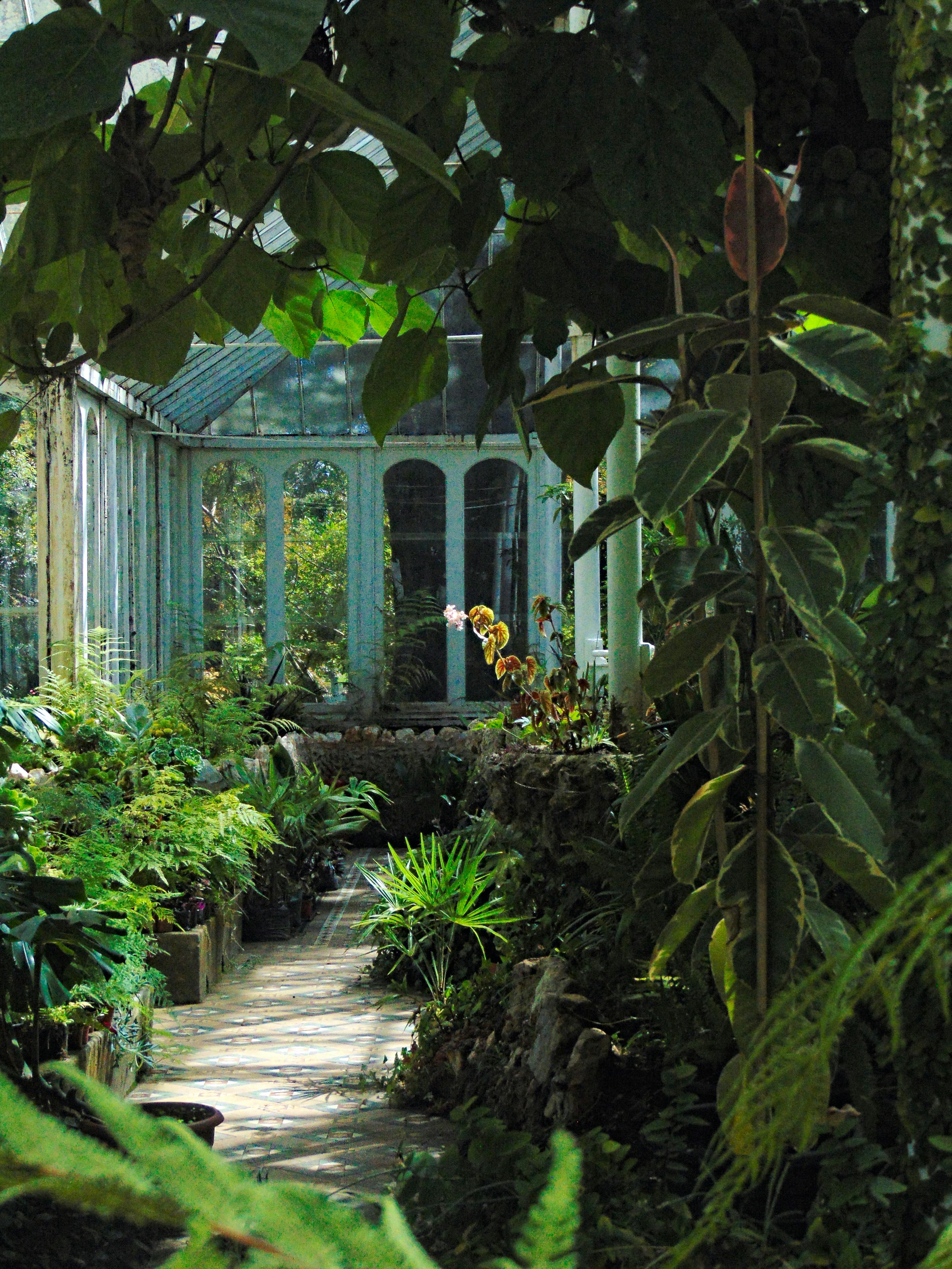 Explore the tranquil greenhouse lush with various plants in Lota, Bío Bío, Chile.